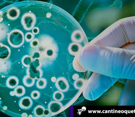 La guerra de los mundos o nuestra alianza con las bacterias Las bacterias - Cantineoqueteveonews