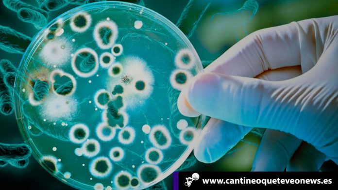 Las bacterias - Cantineoqueteveonews