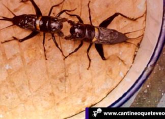 Las peleas de grillos son más emocionantes que las de gallos Las peleas de grillos - Cantineoqueteveonews