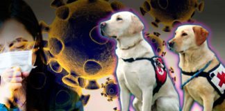 Investigadores: Los perros pueden entrenarse para detectar el coronavirus Perros a detectar el coronavirus - Cantineoqueteveonews