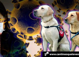 Investigadores: Los perros pueden entrenarse para detectar el coronavirus Perros a detectar el coronavirus - Cantineoqueteveonews