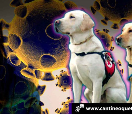 Investigadores: Los perros pueden entrenarse para detectar el coronavirus Perros a detectar el coronavirus - Cantineoqueteveonews