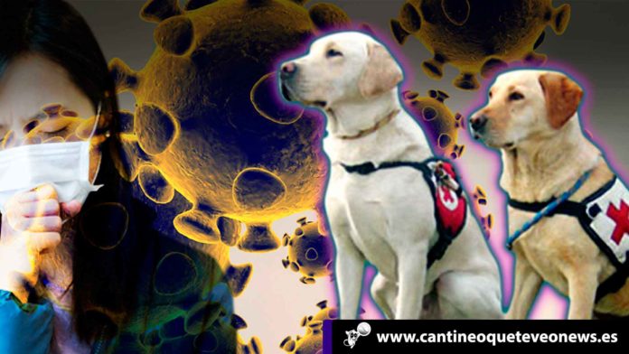 Perros a detectar el coronavirus - Cantineoqueteveonews