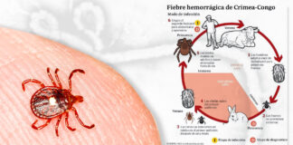 Reaparece en España la FHCC: Fiebre Hemorrágica de Crimea Congo la FHCC - Cantineoqueteveonews