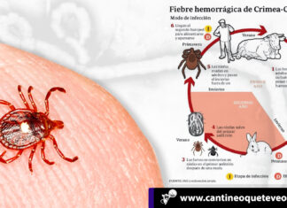 Reaparece en España la FHCC: Fiebre Hemorrágica de Crimea Congo la FHCC - Cantineoqueteveonews
