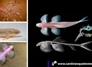 Estudio revela existencia de peces capaces de caminar sobre la tierra peces capaces de caminar - Cantineoqueteveonews