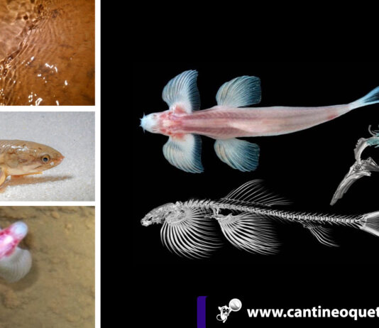 Estudio revela existencia de peces capaces de caminar sobre la tierra peces capaces de caminar - Cantineoqueteveonews