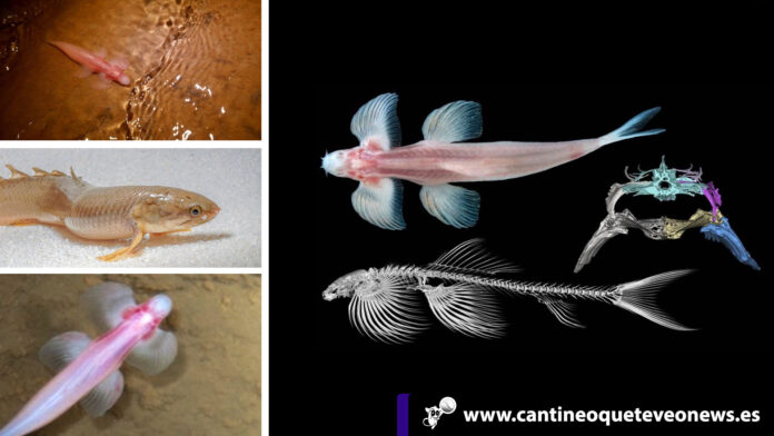 Cantineo-Estudio-revela-existencia-de-peces-capaces-de-caminar-sobre-la-tierra peces capaces de caminar - Cantineoqueteveonews