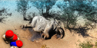 La neurotoxina que estaba detrás de la misteriosa muerte de elefantes Las neurotoxinas - Cantineoqueteveonews