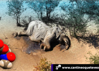 La neurotoxina que estaba detrás de la misteriosa muerte de elefantes Las neurotoxinas - Cantineoqueteveonews