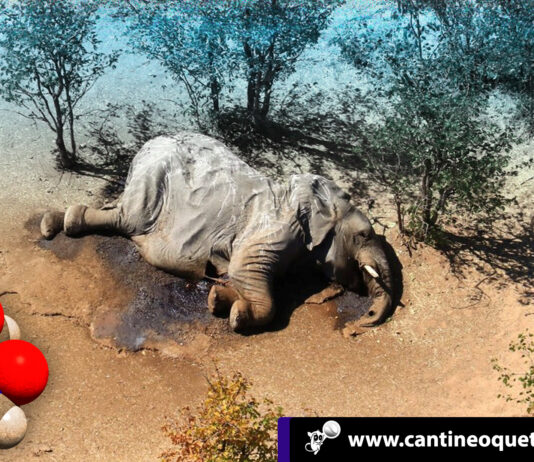 La neurotoxina que estaba detrás de la misteriosa muerte de elefantes Las neurotoxinas - Cantineoqueteveonews