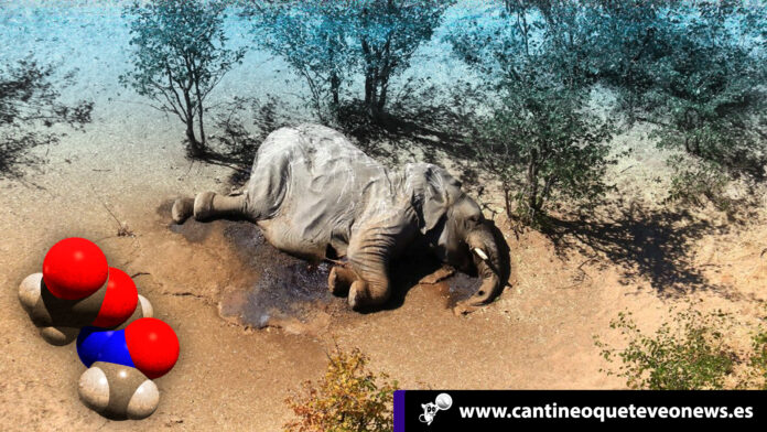 Cantineo-La-neurotoxina-que-estaba-detrás-de-la-misteriosa-muerte-de-elefantes Las neurotoxinas - Cantineoqueteveonews