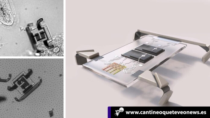 Cantineo-Los-microrobots-del-grosor-de-un-cabello-que-caminan-en-cuatro-patas Los microrobots - Cantineoqueteveonews