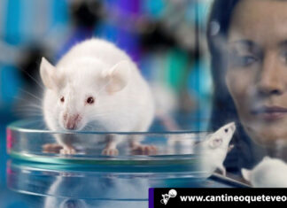 Los ratones ciegos ya pueden ver y ahora van por los humanos Ratones ciegos - Cantineoqueteveonews