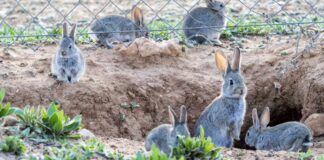 conejo híbrido en los cultivos españoles - cantineoqueteveo news