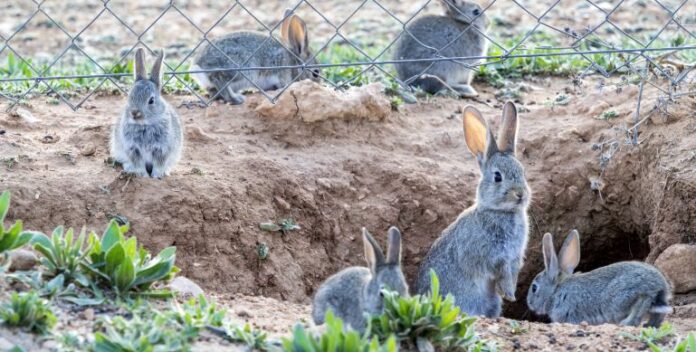 conejo híbrido en los cultivos españoles - cantineoqueteveo news